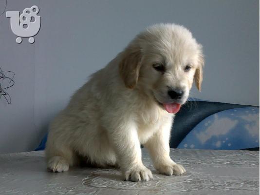 Kαλή τιμή!!!.Γκολντεν Ριτριβερ-250 euro